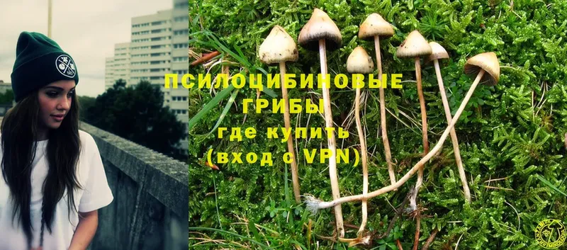 Псилоцибиновые грибы Psilocybine cubensis  KRAKEN tor  Губкинский 